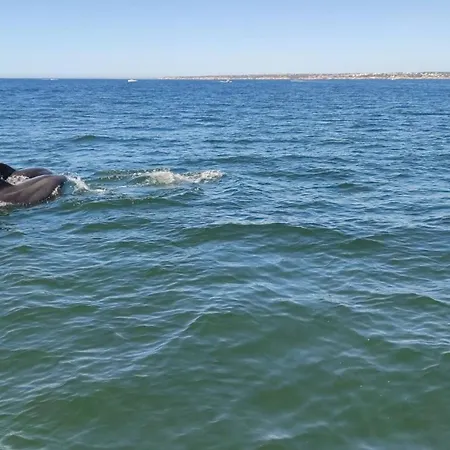 Luxury In Complex With Ocean And Marina View By Be Cherish Apartment *